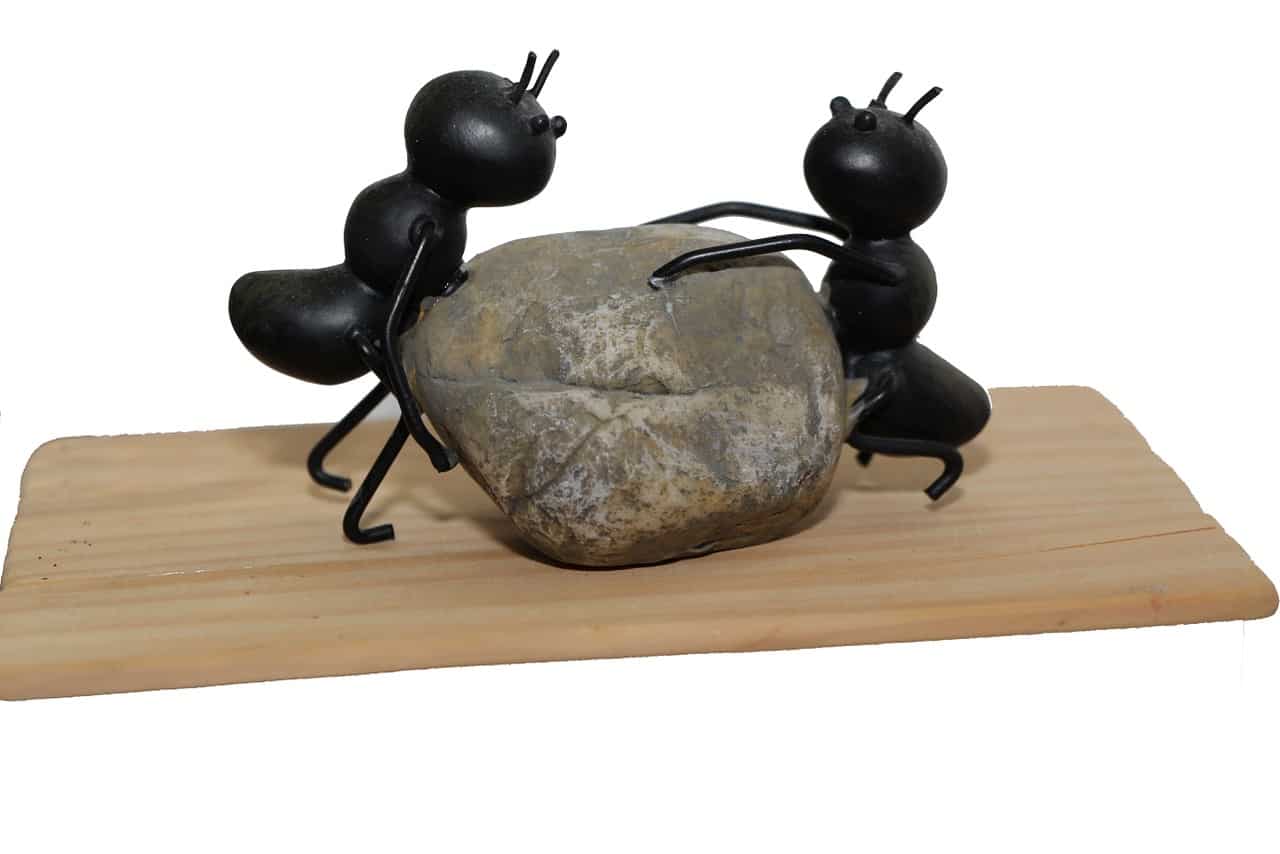 שתי נמלים 